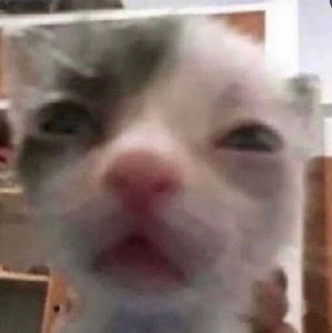 Meet your Posher, Maya